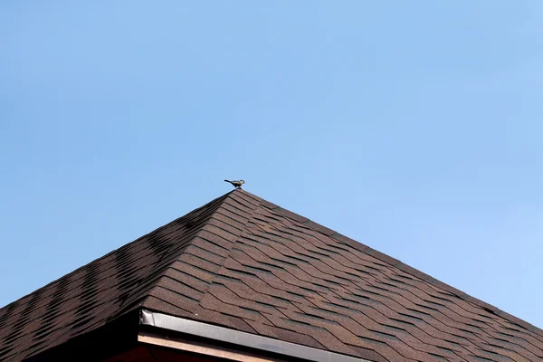 Uccello sul tetto — Foto Stock